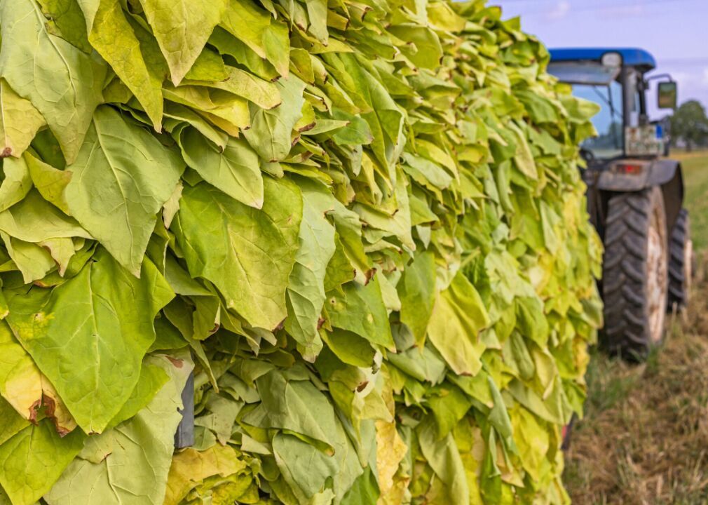#5. Tobacco